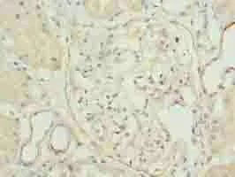 Immunohistochemistry (Formalin/PFA-fixed paraffin-embedded sections) - Anti-TPPP2 antibody (AB236887)