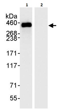 Immunoprecipitation - Anti-TPR antibody (AB264152)