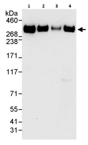 Western blot - Anti-TPR antibody (AB264152)
