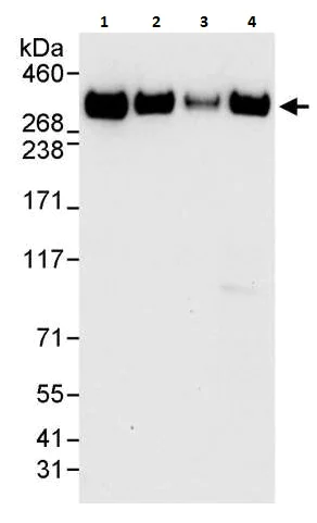 Western blot - Anti-TPR antibody (AB264152)