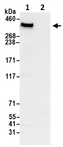 Immunoprecipitation - Anti-TPR antibody (AB264153)