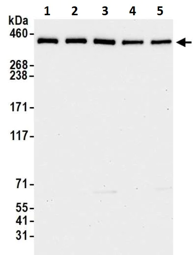 Western blot - Anti-TPR antibody (AB264153)