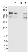 Western blot - Anti-TPR antibody (AB70610)