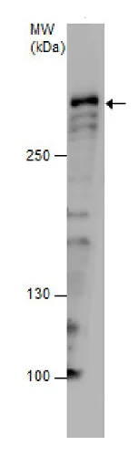 Western blot - Anti-TPR antibody - C-terminal (AB229352)