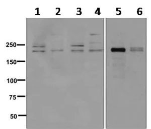 Western blot - Anti-TPR antibody [EPR8982] - BSA and Azide free (AB249609)