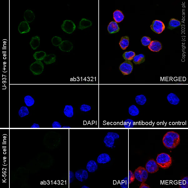 Immunocytochemistry/ Immunofluorescence - Anti-TPSB2 antibody [EPR28111-57] (AB314321)
