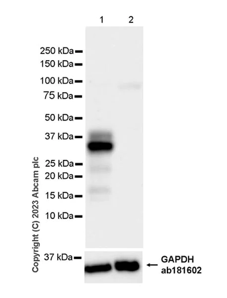 Western blot - Anti-TPSB2 antibody [EPR28111-57] (AB314321)