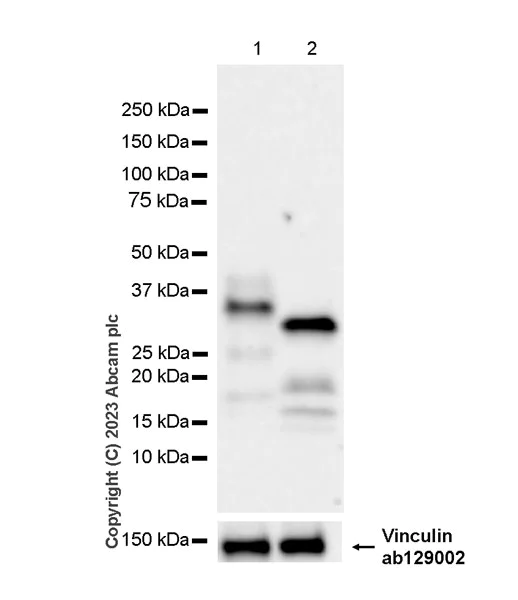 Western blot - Anti-TPSB2 antibody [EPR28111-57] (AB314321)
