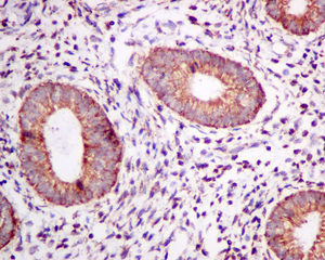 Immunohistochemistry (Formalin/PFA-fixed paraffin-embedded sections) - Anti-TPST2 antibody [EPR10569] (AB157191)
