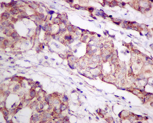 Immunohistochemistry (Formalin/PFA-fixed paraffin-embedded sections) - Anti-TPST2 antibody [EPR10569] (AB157191)