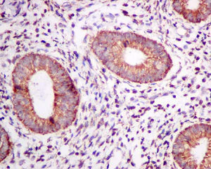 Immunohistochemistry (Formalin/PFA-fixed paraffin-embedded sections) - Anti-TPST2 antibody [EPR10569] - BSA and Azide free (AB249299)