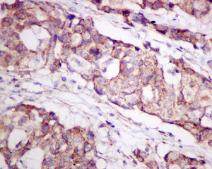 Immunohistochemistry (Formalin/PFA-fixed paraffin-embedded sections) - Anti-TPST2 antibody [EPR10569] - BSA and Azide free (AB249299)