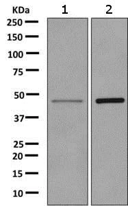 Western blot - Anti-TPST2 antibody [EPR10569] - BSA and Azide free (AB249299)