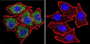 Immunocytochemistry - Anti-TPX2 antibody [18D5-1] (AB32795)