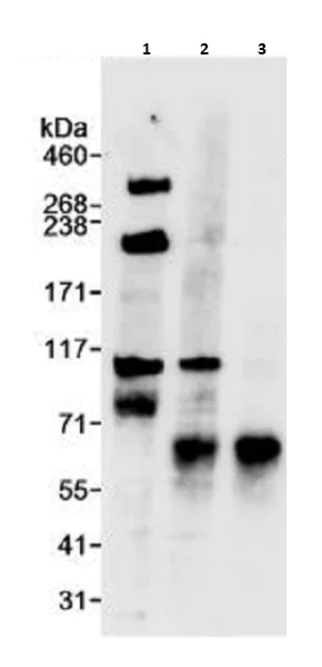 Immunoprecipitation - Anti-TPX2 antibody (AB264124)