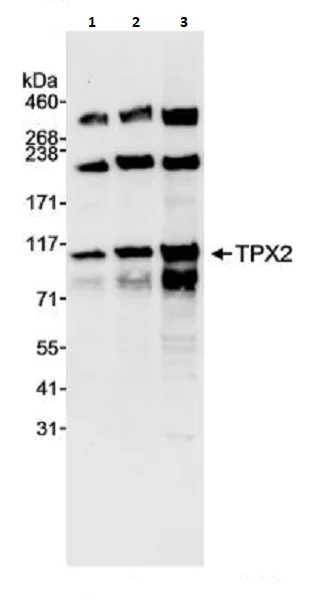 Western blot - Anti-TPX2 antibody (AB264124)
