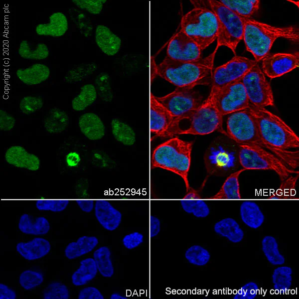 Immunocytochemistry/ Immunofluorescence - Anti-TPX2 antibody [EPR23180-4] (AB252945)