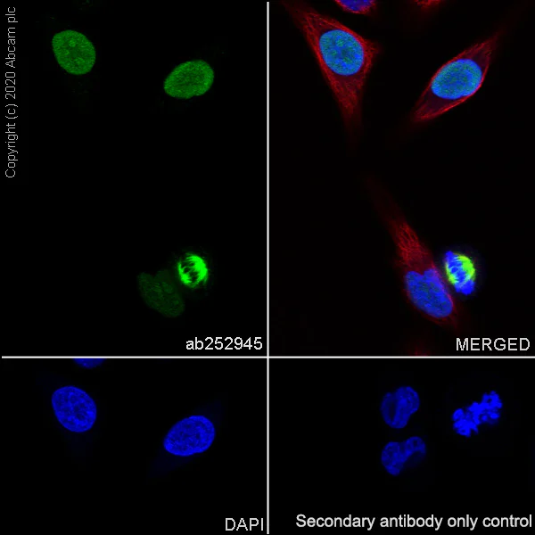 Immunocytochemistry/ Immunofluorescence - Anti-TPX2 antibody [EPR23180-4] (AB252945)