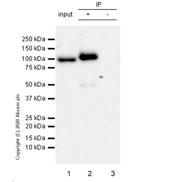 Immunoprecipitation - Anti-TPX2 antibody [EPR23180-4] (AB252945)