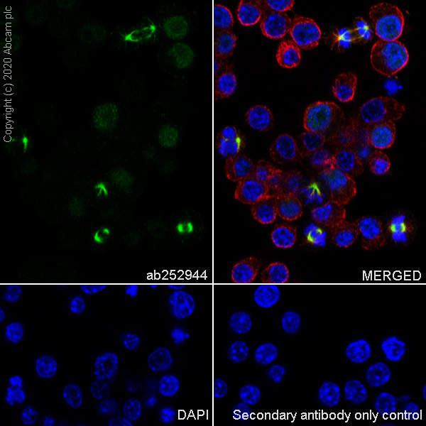 Immunocytochemistry/ Immunofluorescence - Anti-TPX2 antibody [EPR23182-47] (AB252944), expandable thumbnail