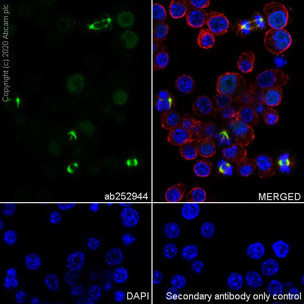 Immunocytochemistry/ Immunofluorescence - Anti-TPX2 antibody [EPR23182-47] (AB252944)