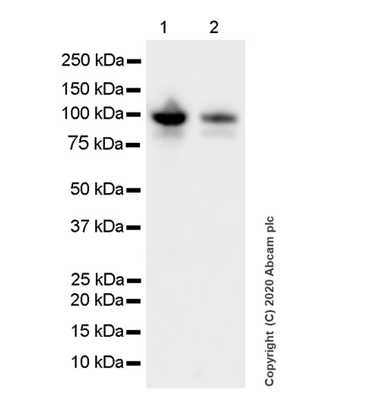 Western blot - Anti-TPX2 antibody [EPR23182-47] (AB252944), expandable thumbnail