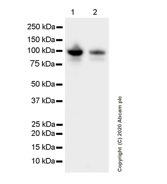 Western blot - Anti-TPX2 antibody [EPR23182-47] (AB252944)