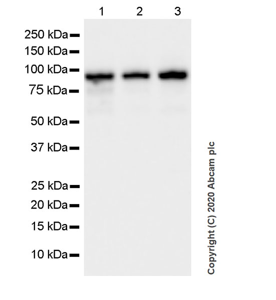 Western blot - Anti-TPX2 antibody [EPR23182-47] (ab252944), expandable thumbnail