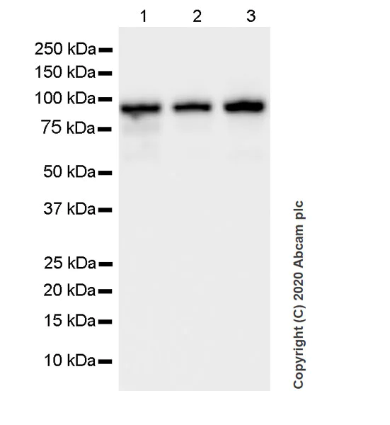 Western blot - Anti-TPX2 antibody [EPR23182-47] (AB252944)