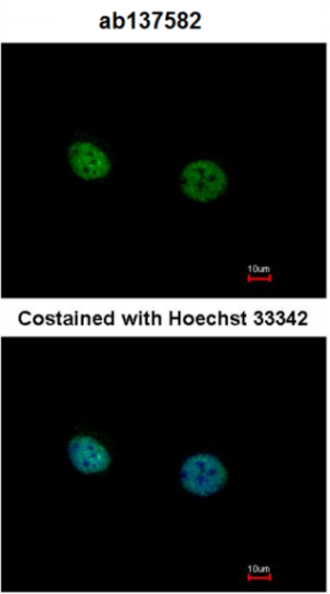 Immunocytochemistry/ Immunofluorescence - Anti-TR4 antibody (AB137582), expandable thumbnail