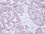 Immunohistochemistry (Formalin/PFA-fixed paraffin-embedded sections) - Anti-TR4 antibody (AB137582), expandable thumbnail