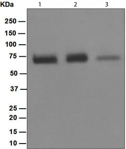 Western blot - Anti-TR4 antibody [EPR1772(2)] - BSA and Azide free (AB247887), expandable thumbnail