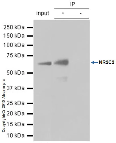 Immunoprecipitation - Anti-TR4 antibody [EPR1773(2)] - BSA and Azide free (AB247826)
