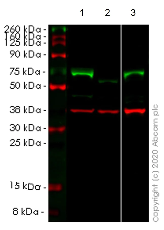 Western blot - Anti-TR4 antibody [EPR1773(2)] - BSA and Azide free (AB247826)