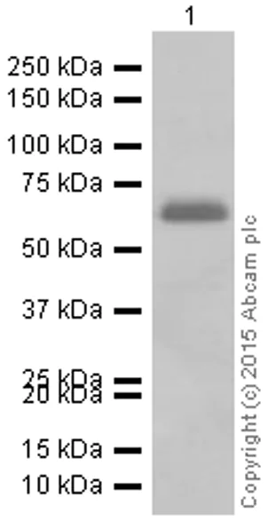 Western blot - Anti-TR4 antibody [EPR1773(2)] - BSA and Azide free (AB247826)