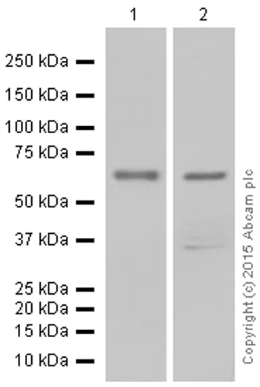 Western blot - Anti-TR4 antibody [EPR1773(2)] - BSA and Azide free (AB247826)