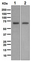 Western blot - Anti-TR4 antibody [EPR1773(2)] - BSA and Azide free (ab247826), expandable thumbnail