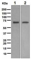 Western blot - Anti-TR4 antibody [EPR1773(2)] - BSA and Azide free (AB247826)