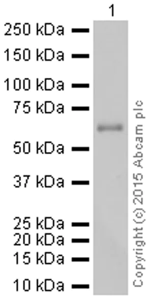 Western blot - Anti-TR4 antibody [EPR1773(2)] - BSA and Azide free (AB247826)
