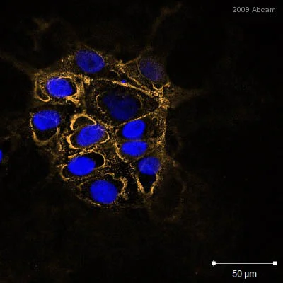 Immunocytochemistry - Anti-TRA-1-60 (R) antibody [TRA-1-60] (AB16288)