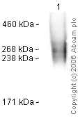 Western blot - Anti-TRA-1-81 antibody [TRA-1-81] - Stem Cell Marker (AB16289)