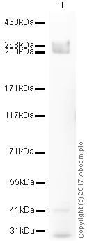 Western blot - Anti-TRA-1-81 antibody [TRA-1-81] - Stem Cell Marker (AB16289)