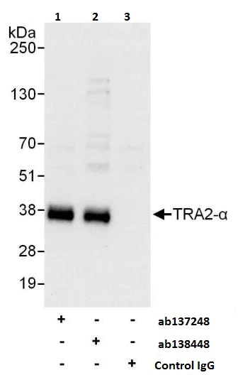 Immunoprecipitation - Anti-TRA2A antibody (AB138448)