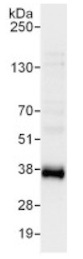 Immunoprecipitation - Anti-TRA2A antibody (AB138448)