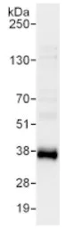 Immunoprecipitation - Anti-TRA2A antibody (AB138448)