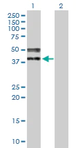 Western blot - Anti-TRA2A antibody (AB169052)