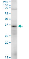 Western blot - Anti-TRA2A antibody (AB169052)