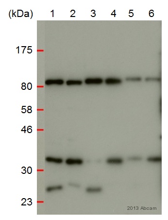Western blot - Anti-TRA2A antibody (AB72625), expandable thumbnail