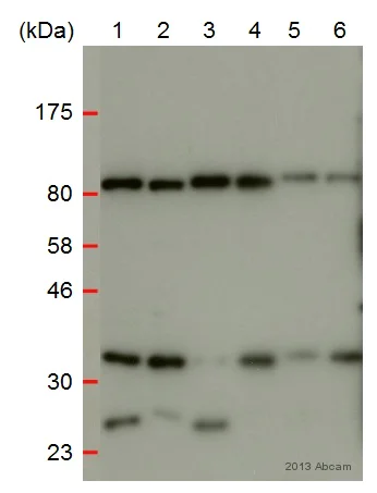 Western blot - Anti-TRA2A antibody (AB72625)