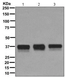 Western blot - Anti-TRA2B/SFRS10 antibody [EPR11831] (AB171082)